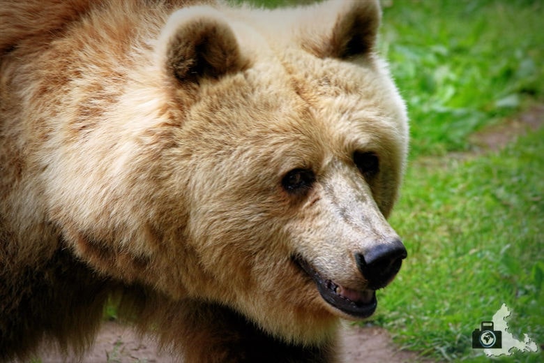 Bärenpark bei Stuer