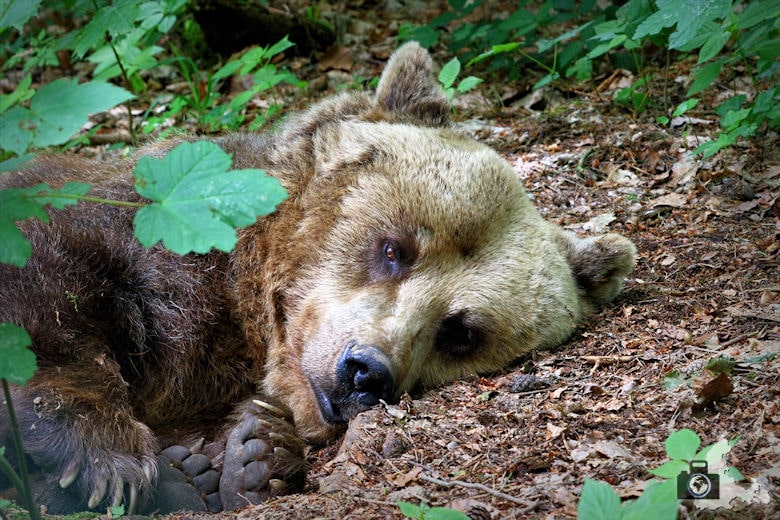 Bärenpark bei Stuer