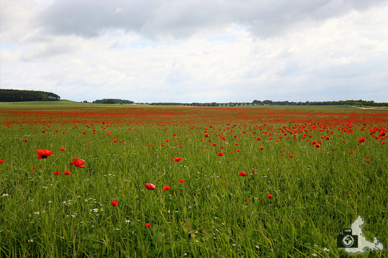 Mohnfeld