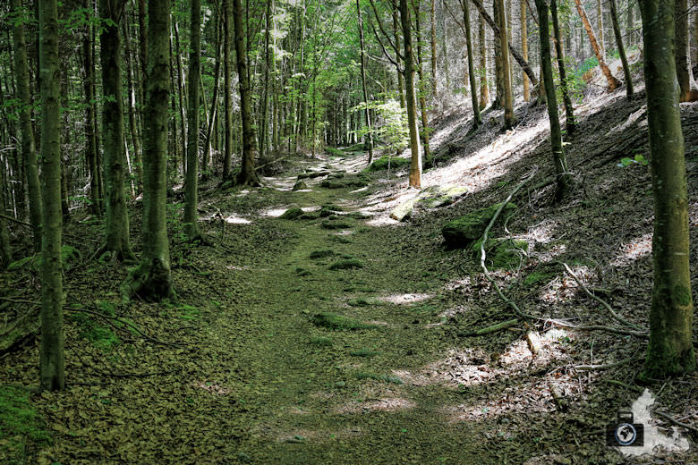 buehlertal-gertelbach-rundweg-waldweg