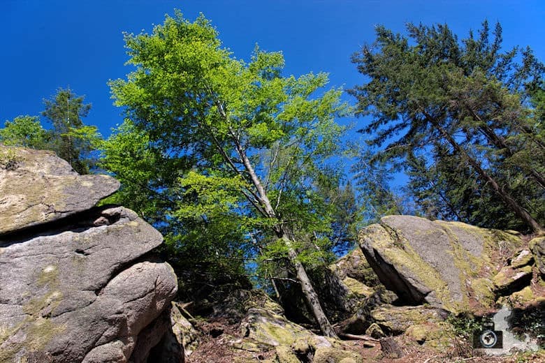 buehlertal-gertelbach-rundweg-falkenfelsen
