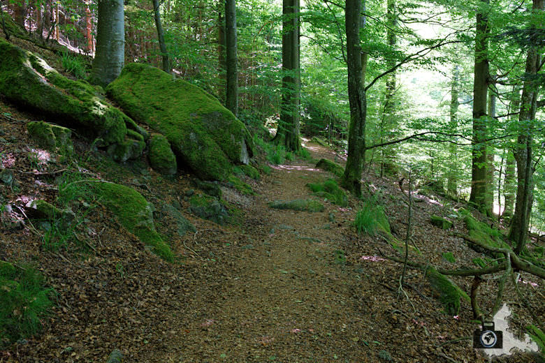 buehlertal-gertelbach-rundweg-waldweg
