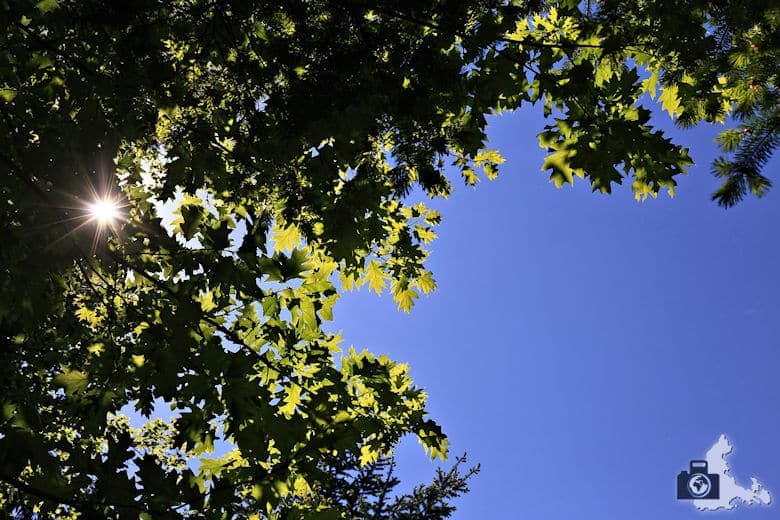 buehlertal-sonne-blaetter