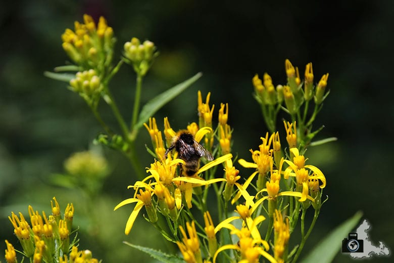 hummel-schwarzwald