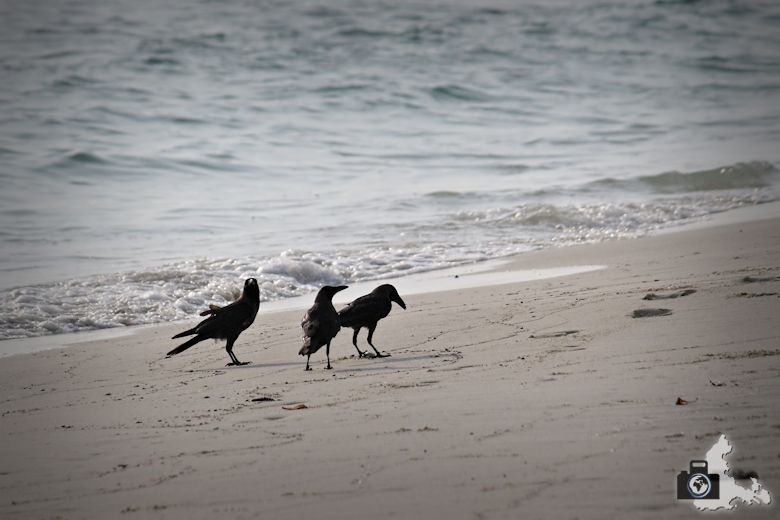 Krähen am Strand, Ukulhas, Malediven