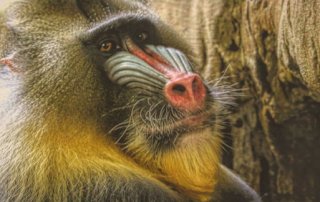 Tierpark Hagenbeck in Hamburg und weitere Sehenswürdigkeiten