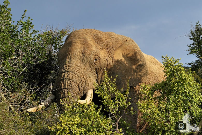 Afrikas Big Five - Elefant