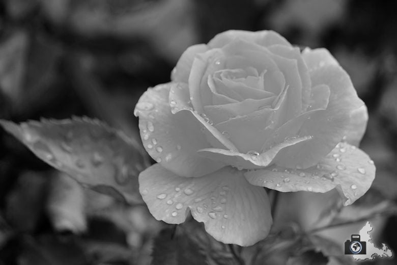 wunder-des-lebens-einzigartigkeit