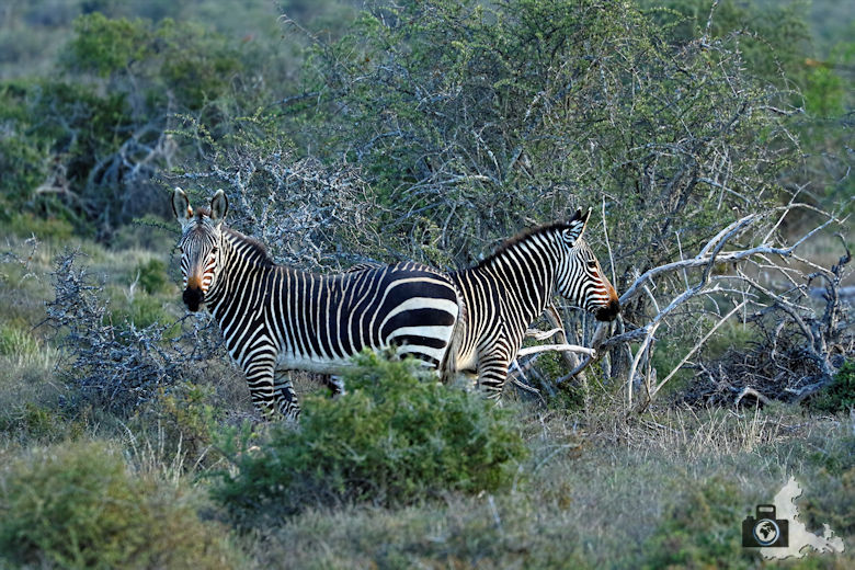 Bergzebras im Addo Elephant National Park