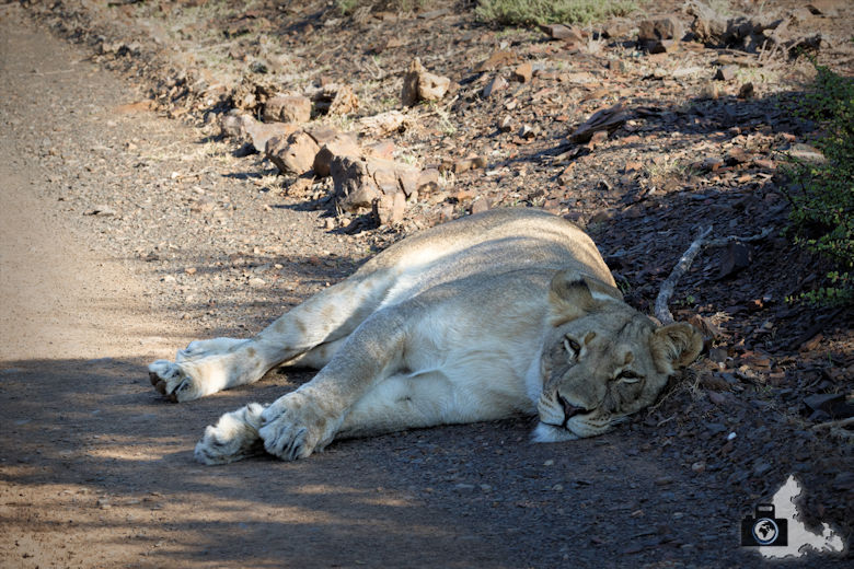 Schlafende Löwin im Addo Elephant National Park