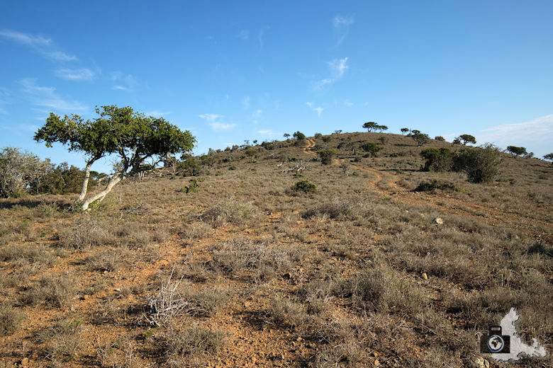 Landschaft im Addo Elephant National Park