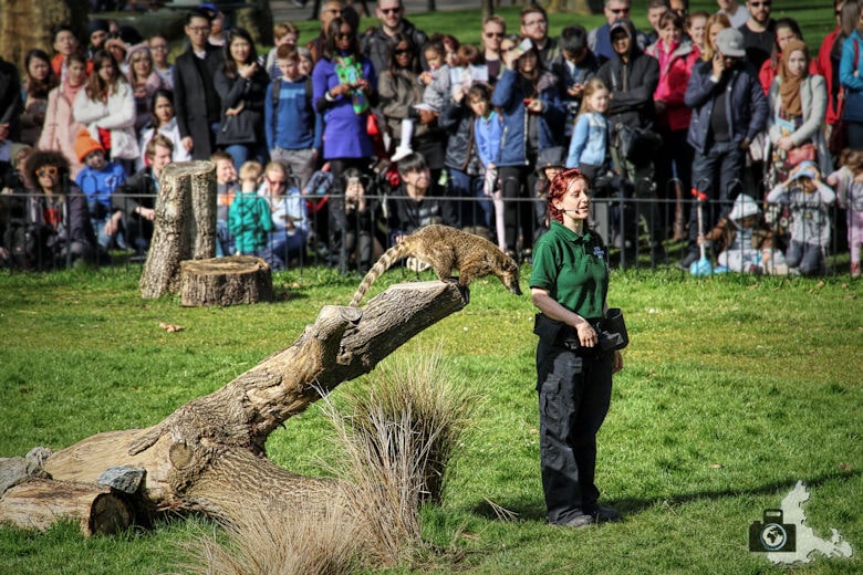 London Zoo - Vorführung