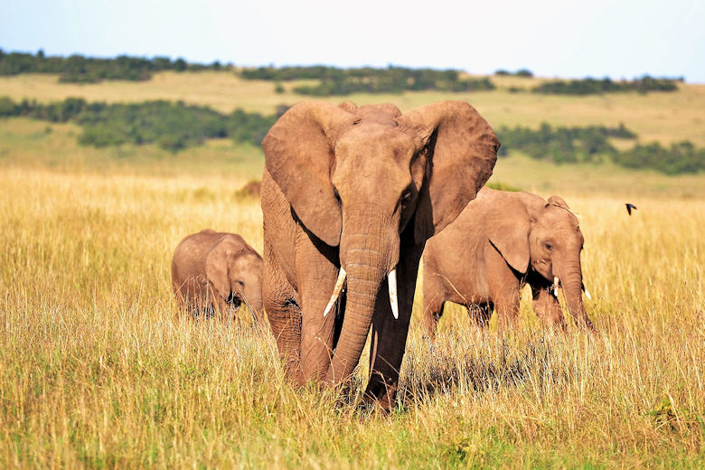 Steckbrief Kenia
