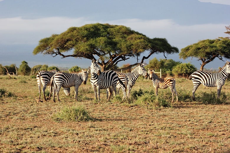 Steckbrief Kenia