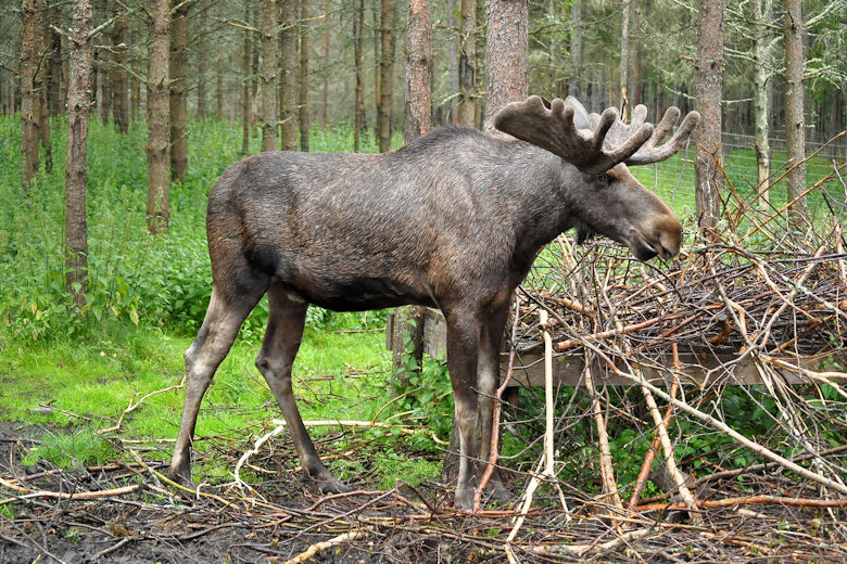 Steckbrief Schweden