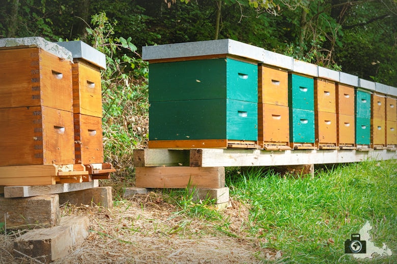 Wanderung Dreisamtal - Kapellenweg Stegen - Bienenstock