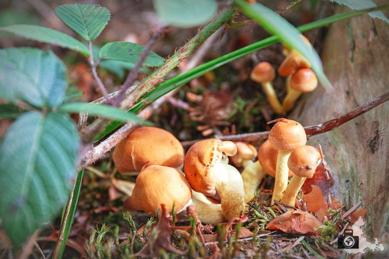 Wanderung Dreisamtal - Kapellenweg Stegen - Pilze