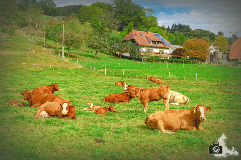 Wanderung Dreisamtal - Kapellenweg Stegen - Kühe