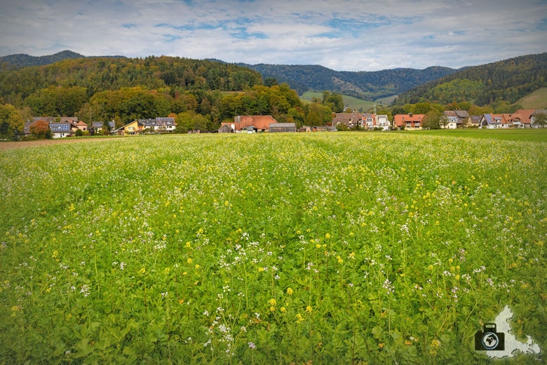 Wanderung Dreisamtal - Kapellenweg Stegen - Wiese