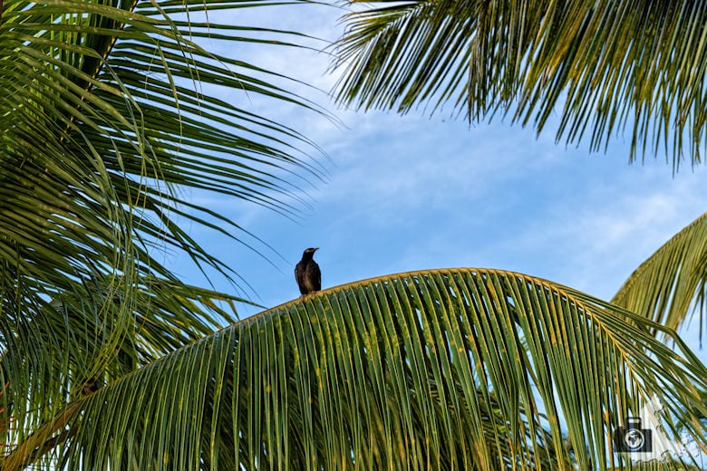 Palmen am Strand von Mauritius