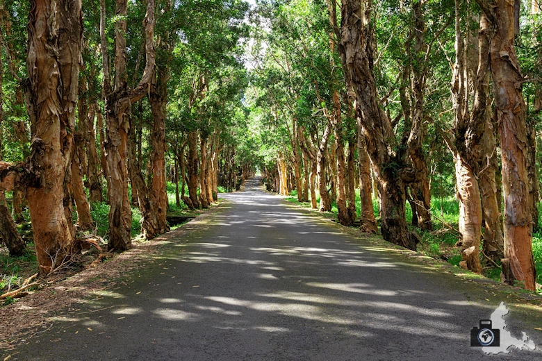 Alexandra Falls, Mauritius