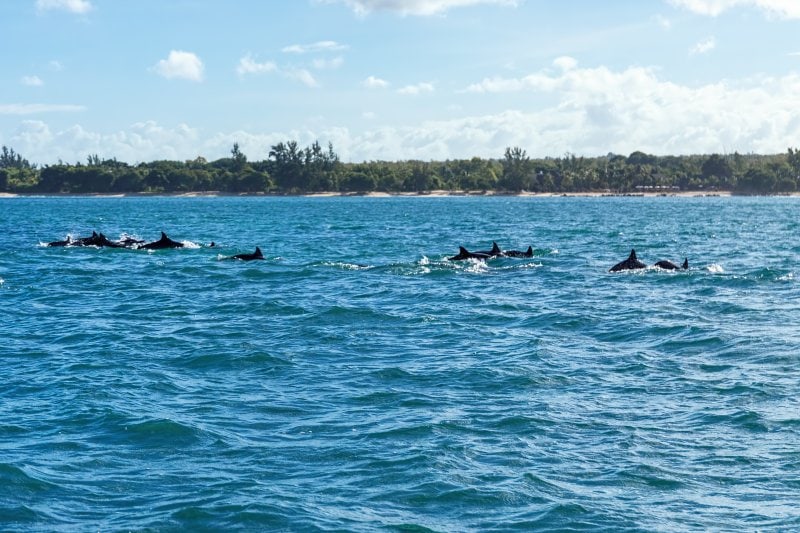 Schwimmen mit Delfinen auf Mauritius
