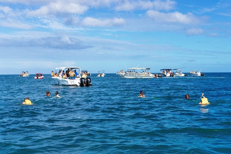 Schwimmen mit Delfinen auf Mauritius