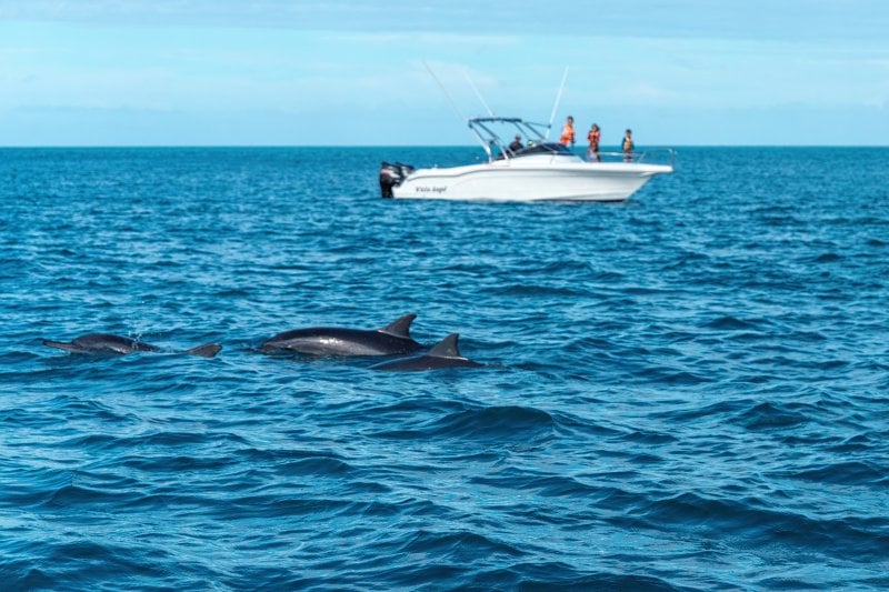 Schwimmen mit Delfinen auf Mauritius