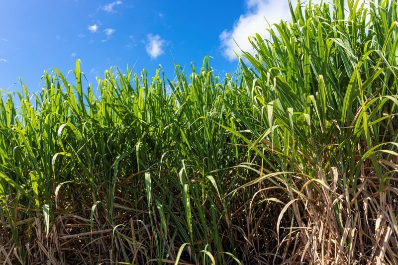 Zuckerrohrplantage auf Mauritius