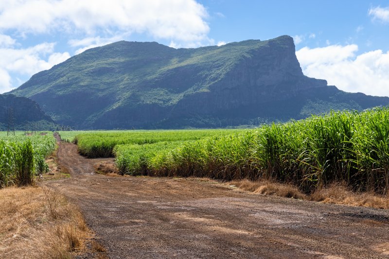 Zuckerrohrplantage auf Mauritius
