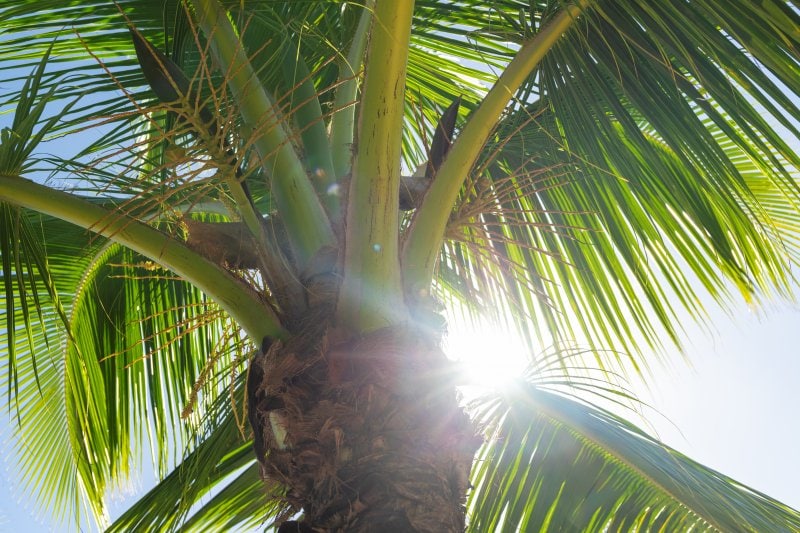 Entspannt relaxen auf Mauritius
