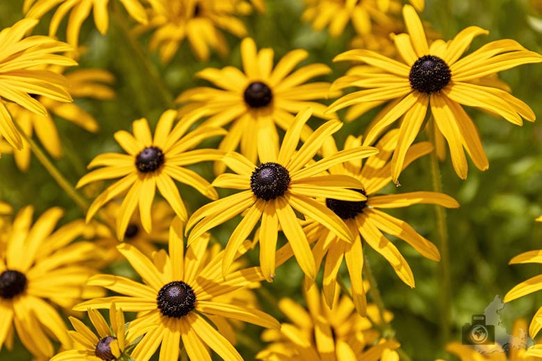 Insel Mainau am Bodensee