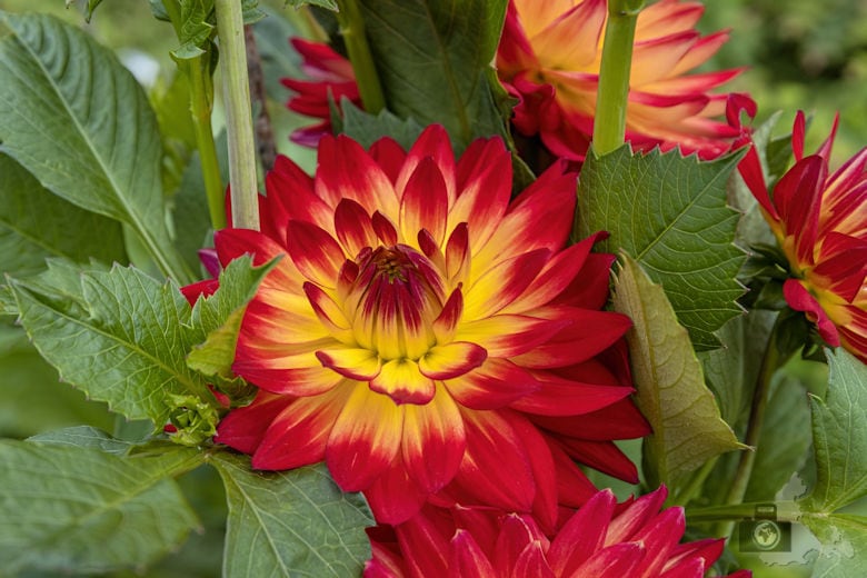Insel Mainau am Bodensee