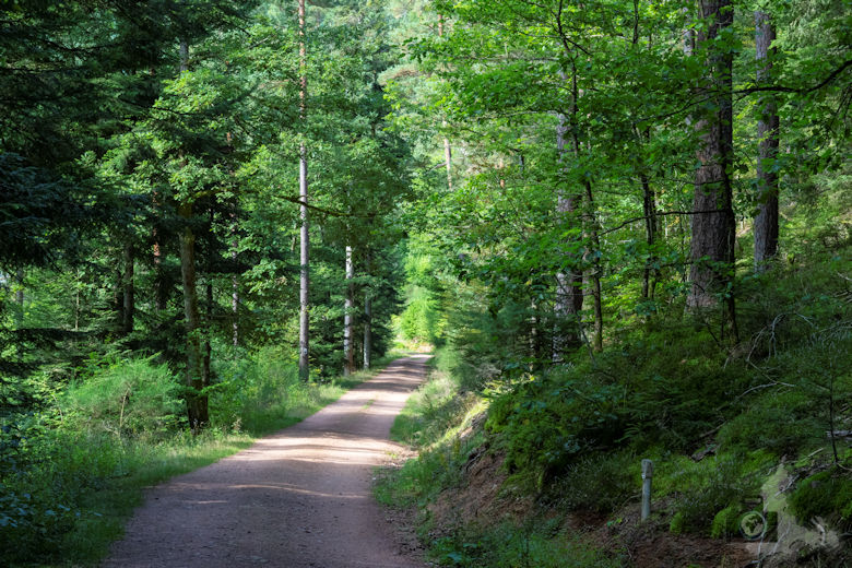 Wanderung Gutacher Tälersteig