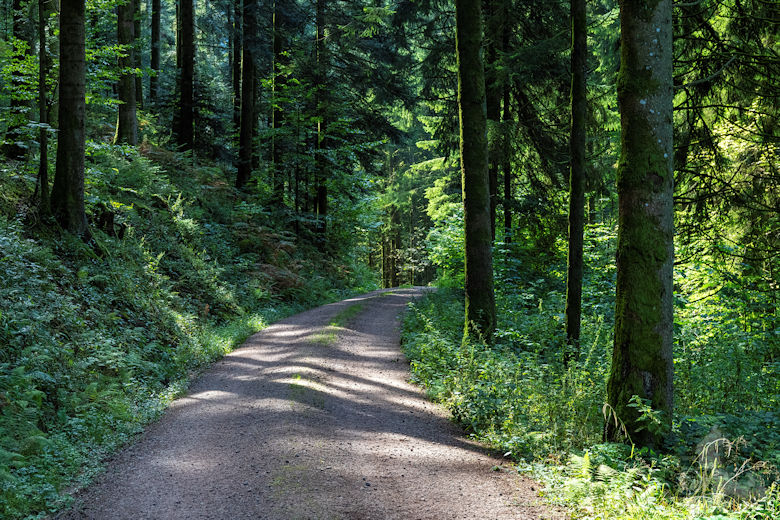 Wanderung Gutacher Tälersteig