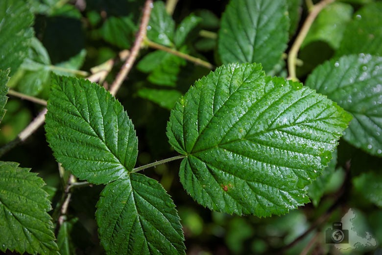 Wanderung Gutacher Tälersteig