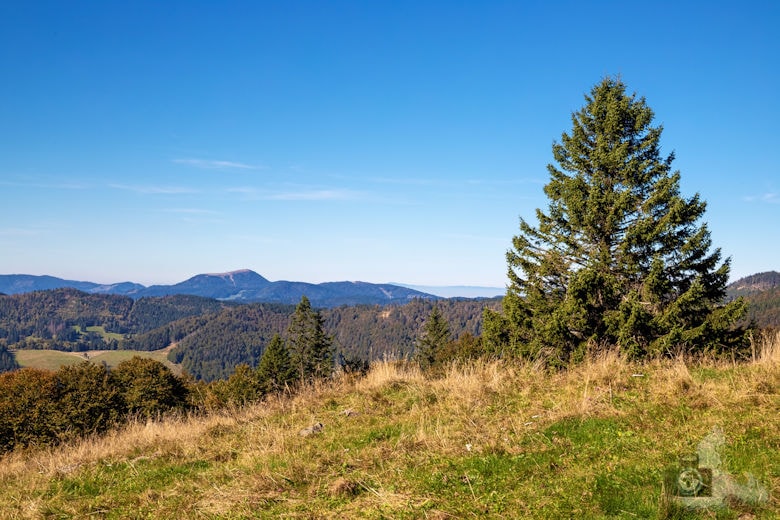 Wanderung - Schwarzwälder Genießerpfad - Bernauer Hochtal Steig