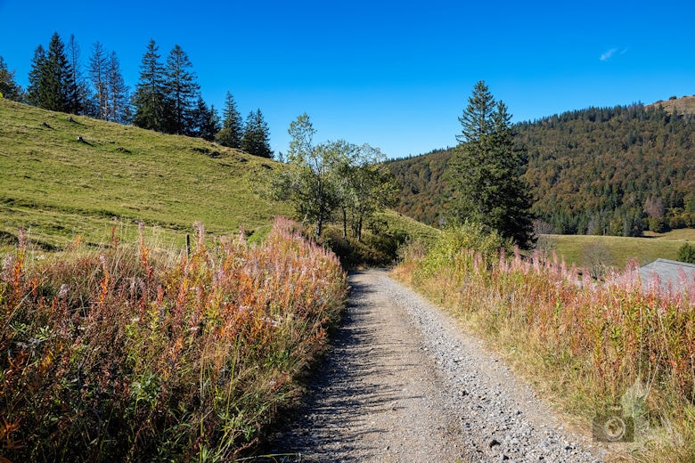 Wanderung - Schwarzwälder Genießerpfad - Bernauer Hochtal Steig