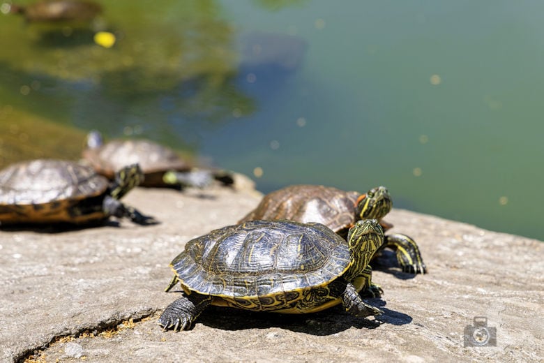New York - Central Park