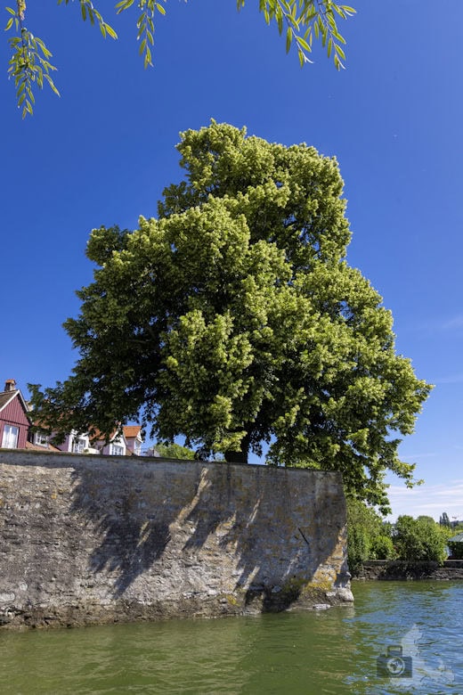 Lindauer Insel - Aussichtsplattform an der Linde